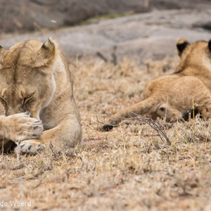 2015-10-23 - Tijd voor een wasbeurt<br/>Serengeti National Park - Tanzania<br/>Canon EOS 7D Mark II - 420 mm - f/8.0, 1/320 sec, ISO 800