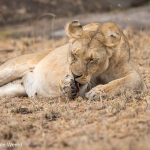 2015-10-23 - Tijd voor een wasbeurt na het eten van de zebra<br/>Serengeti National Park - Tanzania<br/>Canon EOS 7D Mark II - 420 mm - f/5.6, 1/320 sec, ISO 400