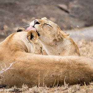 2015-10-23 - Het zijn net de poezen bij ons thuis<br/>Serengeti National Park - Tanzania<br/>Canon EOS 7D Mark II - 420 mm - f/5.6, 1/320 sec, ISO 500