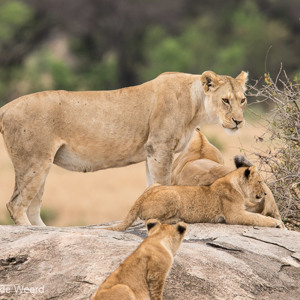 2015-10-23 - Allemaal op de rots<br/>Serengeti National Park - Tanzania<br/>Canon EOS 7D Mark II - 420 mm - f/5.6, 1/250 sec, ISO 500