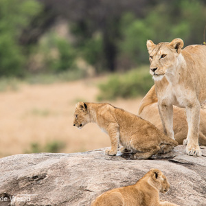 2015-10-23 - Mooi uitzichtspunt<br/>Serengeti National Park - Tanzania<br/>Canon EOS 7D Mark II - 420 mm - f/5.6, 1/320 sec, ISO 500