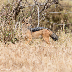 2015-10-23 - Zadeljakhals<br/>Serengeti National Park - Tanzania<br/>Canon EOS 7D Mark II - 420 mm - f/5.6, 1/250 sec, ISO 400