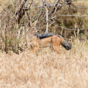 2015-10-23 - Zadeljakhals<br/>Serengeti National Park - Tanzania<br/>Canon EOS 7D Mark II - 420 mm - f/5.6, 1/250 sec, ISO 400