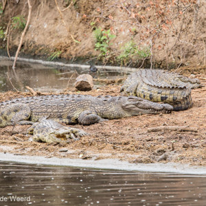 2015-10-23 - Krokodillen<br/>Serengeti National Park - Tanzania<br/>Canon EOS 7D Mark II - 420 mm - f/5.6, 1/250 sec, ISO 250