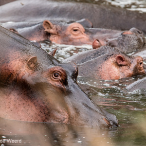 2015-10-23 - Nijlpaarden<br/>Serengeti National Park - Tanzania<br/>Canon EOS 7D Mark II - 420 mm - f/5.6, 1/320 sec, ISO 250