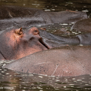 2015-10-23 - Nijlpaard close up<br/>Serengeti National Park - Tanzania<br/>Canon EOS 7D Mark II - 420 mm - f/5.6, 1/250 sec, ISO 160
