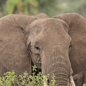 2015-10-23 - Olifant portret<br/>Serengeti National Park - Tanzania<br/>Canon EOS 7D Mark II - 420 mm - f/5.6, 1/320 sec, ISO 250