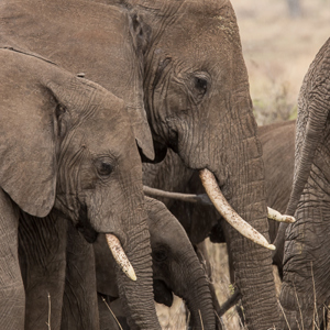 2015-10-23 - Olifanten<br/>Serengeti National Park - Tanzania<br/>Canon EOS 7D Mark II - 420 mm - f/8.0, 1/250 sec, ISO 400