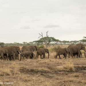 2015-10-23 - Kudde olifanten op weg<br/>Serengeti National Park - Tanzania<br/>Canon EOS 5D Mark III - 70 mm - f/5.6, 1/800 sec, ISO 400