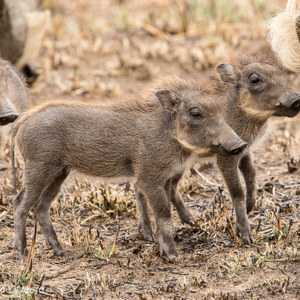 2015-10-23 - Kleine wrattenzwijntjes<br/>Serengeti National Park - Tanzania<br/>Canon EOS 7D Mark II - 420 mm - f/8.0, 1/250 sec, ISO 200