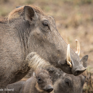 2015-10-23 - Flinke slagtanden van de wrattenzwijn<br/>Serengeti National Park - Tanzania<br/>Canon EOS 7D Mark II - 420 mm - f/8.0, 1/250 sec, ISO 160