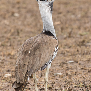 2015-10-23 - Koritrap (Ardeotis kori)<br/>Serengeti National Park - Tanzania<br/>Canon EOS 7D Mark II - 420 mm - f/8.0, 1/320 sec, ISO 125