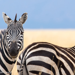 2015-10-23 - Zebra - are you looking at me?<br/>Serengeti National Park - Tanzania<br/>Canon EOS 7D Mark II - 420 mm - f/8.0, 1/250 sec, ISO 125