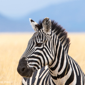 2015-10-23 - Zebra in het geel en blauw<br/>Serengeti National Park - Tanzania<br/>Canon EOS 7D Mark II - 420 mm - f/8.0, 1/320 sec, ISO 125