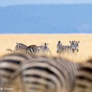 2015-10-23 - Streepjescodes<br/>Serengeti National Park - Tanzania<br/>Canon EOS 7D Mark II - 420 mm - f/4.5, 1/1000 sec, ISO 100