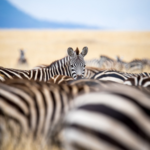 2015-10-23 - In the spotlight<br/>Serengeti National Park - Tanzania<br/>Canon EOS 7D Mark II - 420 mm - f/4.5, 1/800 sec, ISO 100