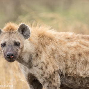 2015-10-23 - Hyena<br/>Serengeti National Park - Tanzania<br/>Canon EOS 7D Mark II - 420 mm - f/4.5, 1/400 sec, ISO 100