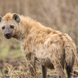 2015-10-23 - Hyena<br/>Serengeti National Park - Tanzania<br/>Canon EOS 7D Mark II - 420 mm - f/4.5, 1/320 sec, ISO 100