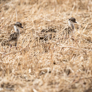2015-10-24 - Jonge Diadeemkieviten<br/>Ngorongoro-krater - Ngorongoro - Tanzania<br/>Canon EOS 7D Mark II - 420 mm - f/4.5, 1/1250 sec, ISO 100