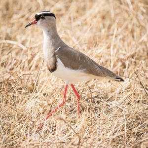 2015-10-24 - Diadeemkievit (Vanellus coronatus)<br/>Ngorongoro-krater - Ngorongoro - Tanzania<br/>Canon EOS 7D Mark II - 420 mm - f/5.6, 1/400 sec, ISO 100