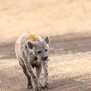 2015-10-24 - Hyena op pad<br/>Ngorongoro-krater - Ngorongoro - Tanzania<br/>Canon EOS 7D Mark II - 420 mm - f/5.6, 1/320 sec, ISO 125