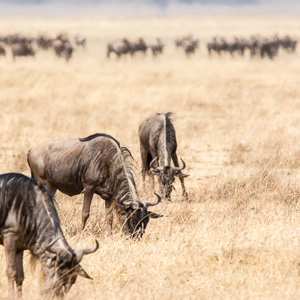 2015-10-24 - Gnoes<br/>Ngorongoro-krater - Ngorongoro - Tanzania<br/>Canon EOS 7D Mark II - 420 mm - f/5.6, 1/500 sec, ISO 100