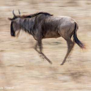 2015-10-24 - Rennende gnoe<br/>Ngorongoro-krater - Ngorongoro - Tanzania<br/>Canon EOS 7D Mark II - 420 mm - f/11.0, 1/30 sec, ISO 100