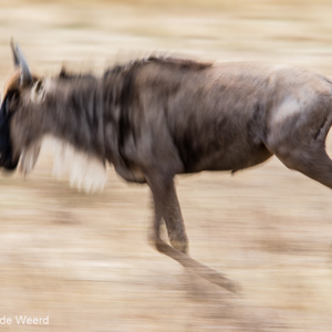 2015-10-24 - Rennende gnoe<br/>Ngorongoro-krater - Ngorongoro - Tanzania<br/>Canon EOS 7D Mark II - 420 mm - f/11.0, 1/30 sec, ISO 100