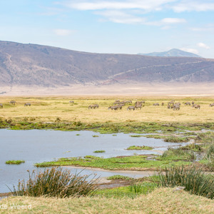 2015-10-24 - Groene oase in de krater<br/>Ngorongoro-krater - Ngorongoro - Tanzania<br/>Canon EOS 5D Mark III - 70 mm - f/8.0, 1/320 sec, ISO 200