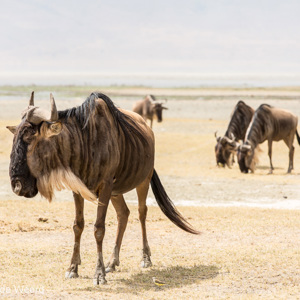 2015-10-24 - Gnoes op de vlakte<br/>Ngorongoro-krater - Ngorongoro - Tanzania<br/>Canon EOS 5D Mark III - 200 mm - f/8.0, 1/320 sec, ISO 200