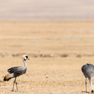 2015-10-24 - Grijze kroonkraan (Balearica regulorum)<br/>Ngorongoro-krater - Ngorongoro - Tanzania<br/>Canon EOS 7D Mark II - 420 mm - f/5.6, 1/800 sec, ISO 100