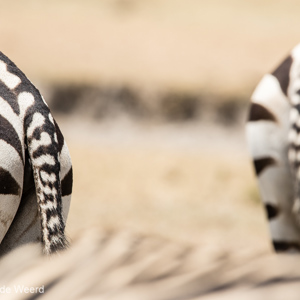2015-10-24 - Zebra-bipsen<br/>Ngorongoro-krater - Ngorongoro - Tanzania<br/>Canon EOS 7D Mark II - 420 mm - f/8.0, 1/320 sec, ISO 125