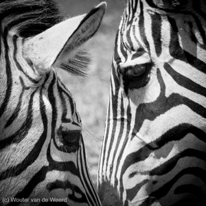 2015-10-24 - Zebra zwart-wit dubbelportret<br/>Ngorongoro-krater - Ngorongoro - Tanzania<br/>Canon EOS 7D Mark II - 420 mm - f/8.0, 1/320 sec, ISO 200