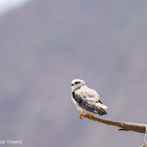 2015-10-24 - Geen idee welke soort dit is. Iemand een idee?<br/>Ngorongoro-krater - Ngorongoro - Tanzania<br/>Canon EOS 7D Mark II - 420 mm - f/4.5, 1/320 sec, ISO 100