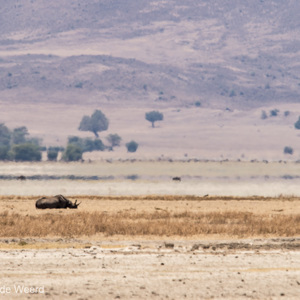 2015-10-24 - Neushoorn - yeah, de big five compleet<br/>Ngorongoro-krater - Ngorongoro - Tanzania<br/>Canon EOS 7D Mark II - 420 mm - f/5.6, 1/640 sec, ISO 100