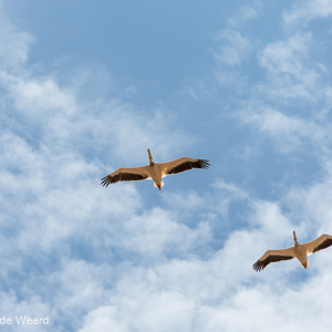 2015-10-24 - Pelikanen<br/>Ngorongoro-krater - Ngorongoro - Tanzania<br/>Canon EOS 5D Mark III - 200 mm - f/8.0, 1/800 sec, ISO 200