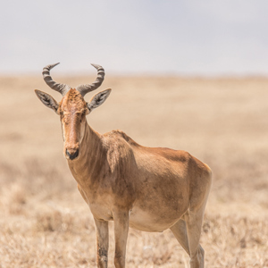 2015-10-24 - Rood Hartebeest<br/>Ngorongoro-krater - Ngorongoro - Tanzania<br/>Canon EOS 7D Mark II - 420 mm - f/5.6, 1/400 sec, ISO 100