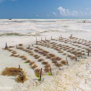 2015-10-28 - Zeewier kwekerijtjes<br/>Casa del Mar - Jambiani - Zanzibar<br/>Canon EOS 5D Mark III - 24 mm - f/8.0, 1/500 sec, ISO 200