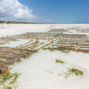 2015-10-28 - Zeewier kwekerij vlak bij het strand<br/>Casa del Mar - Jambiani - Zanzibar<br/>Canon EOS 5D Mark III - 24 mm - f/8.0, 1/400 sec, ISO 200