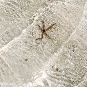 2015-10-28 - Zeesterretje<br/>Casa del Mar - Jambiani - Zanzibar<br/>Canon EOS 5D Mark III - 70 mm - f/8.0, 1/320 sec, ISO 200