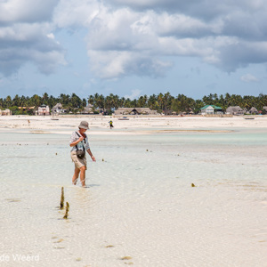 2015-10-28 - Het is wel oppassen met die stokjes in het zand<br/>Casa del Mar - Jambiani - Zanzibar<br/>Canon EOS 5D Mark III - 70 mm - f/8.0, 1/200 sec, ISO 100