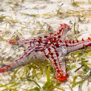 2015-10-28 - Zeester<br/>Casa del Mar - Jambiani - Zanzibar<br/>Canon EOS 5D Mark III - 70 mm - f/8.0, 1/320 sec, ISO 200