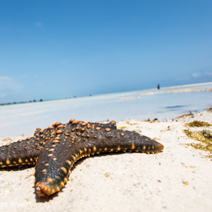 2015-10-28 - Zeester<br/>Casa del Mar - Jambiani - Zanzibar<br/>Canon EOS 5D Mark III - 24 mm - f/11.0, 1/250 sec, ISO 200