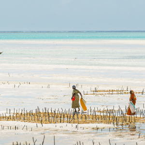 2015-10-29 - Vrouwen op weg naar de zeewier kwekerijen<br/>Casa del Mar - Jambiani - Zanzibar<br/>Canon EOS 7D Mark II - 155 mm - f/8.0, 1/500 sec, ISO 100