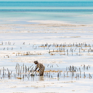 2015-10-29 - Vrouw aan het werk bij haar zeewierkwekerij<br/>Casa del Mar - Jambiani - Zanzibar<br/>Canon EOS 7D Mark II - 200 mm - f/8.0, 1/640 sec, ISO 200