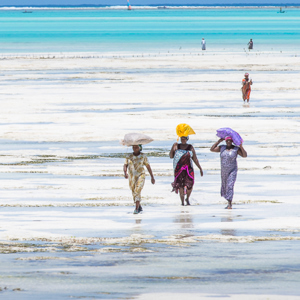 2015-10-29 - Op weg naar huis, met het zeewier in de zakken<br/>Casa del Mar - Jambiani - Zanzibar<br/>Canon EOS 7D Mark II - 200 mm - f/8.0, 1/800 sec, ISO 200