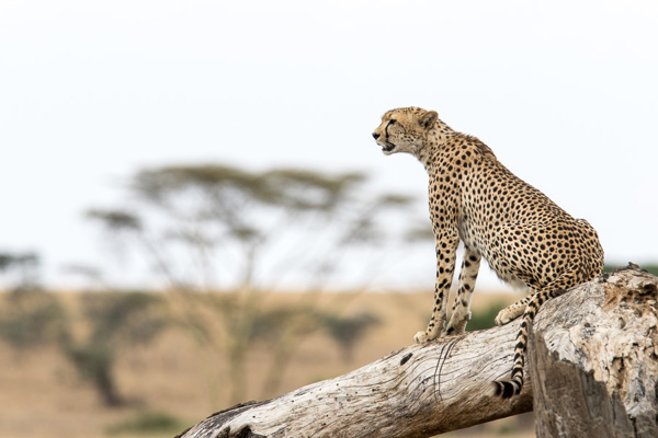Cheetah op de uitkijk