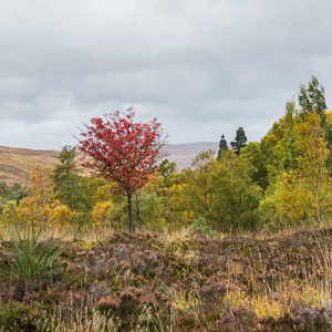 2016-10-15 - Nog meer herfstkleuren<br/>Vlakbij Corrieshalloch Gorg - Ullapool - Schotland<br/>Canon EOS 5D Mark III - 70 mm - f/8.0, 1/30 sec, ISO 400