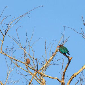 2009-08-19 - Dollarvogel (Eurystomus orientalis, Dollarbird)<br/>Kinabatangan rivier - Sukua - Maleisië<br/>Canon EOS 50D - 400 mm - f/5.6, 1/640 sec, ISO 200