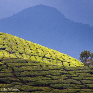 2009-08-06 - Thee-landschap<br/>Sungei Palas Tea Estate - Brinchang - Maleisië<br/>Canon EOS 50D - 260 mm - f/5.6, 1/640 sec, ISO 200